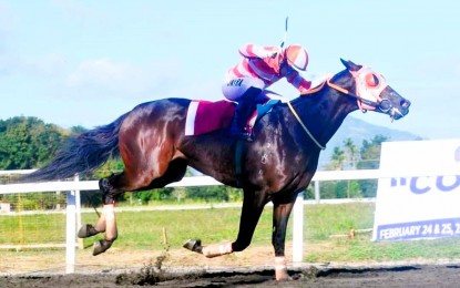 <p><strong>CHAMPION</strong>. Third pick Istolen Ola rules the 2024 Philracom Commissioner Dante Lantin Cup at MetroTurf in Malvar, Batangas on Sunday (Feb. 25, 2024). The Ruben Tupas-trained Istolen Ola bagged the champion’s purse worth PHP1.08 million. <em>(Philracom photo)</em></p>