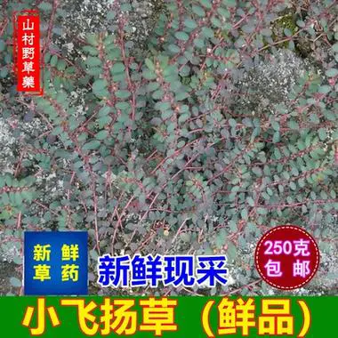 最新一代的千纤草