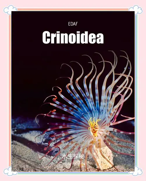 海百合最新拍卖价格