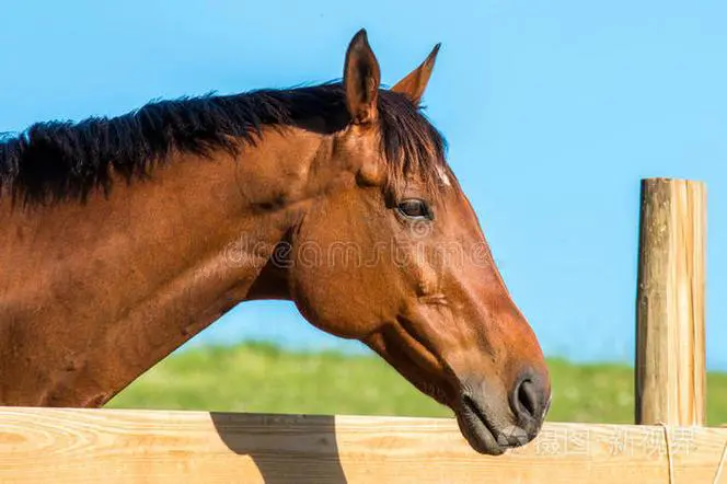 最新版马油马头怎么样