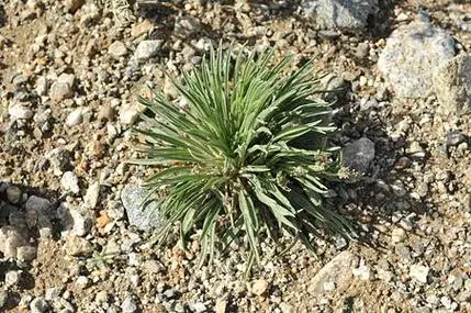 最新一代的千纤草