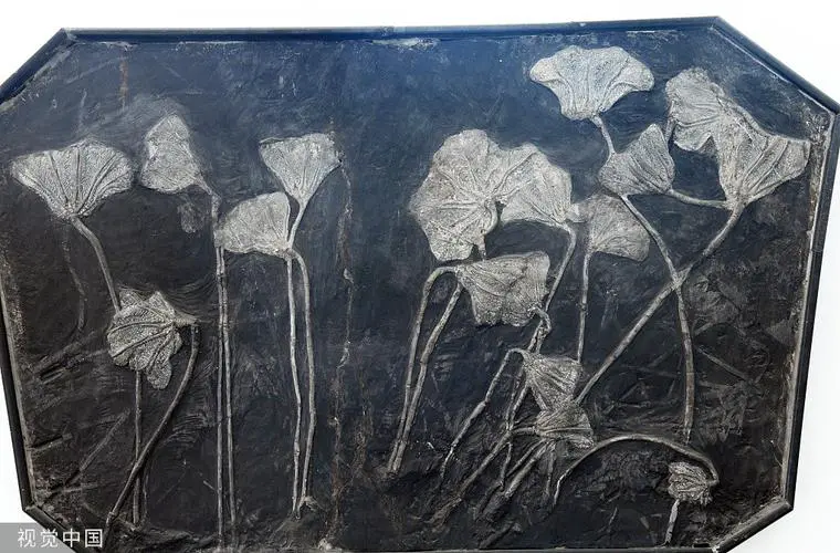 海百合最新拍卖价格