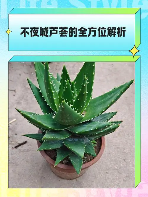 芦荟有什么特点