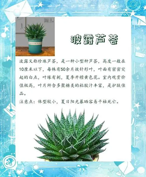 芦荟有什么特点