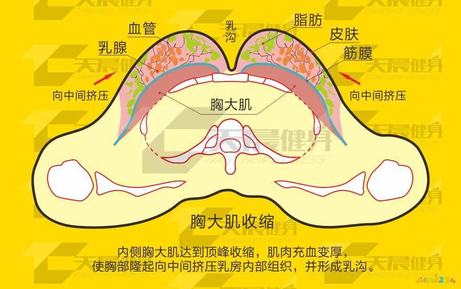 减去胸部脂肪_胸部脂肪减运动做什么运动_做什么运动减胸部脂肪