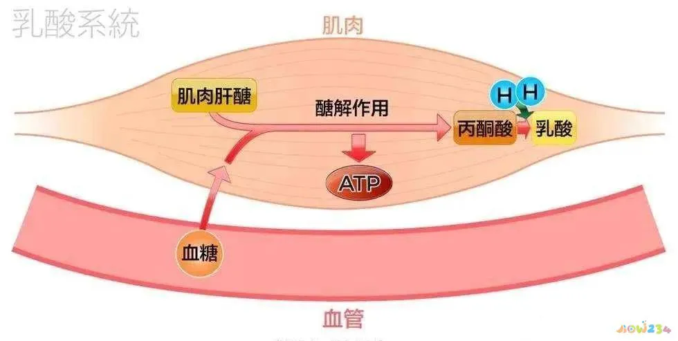 无氧运动能量消耗计算_运动中脂肪能量供应_无氧运动能消耗脂肪吗
