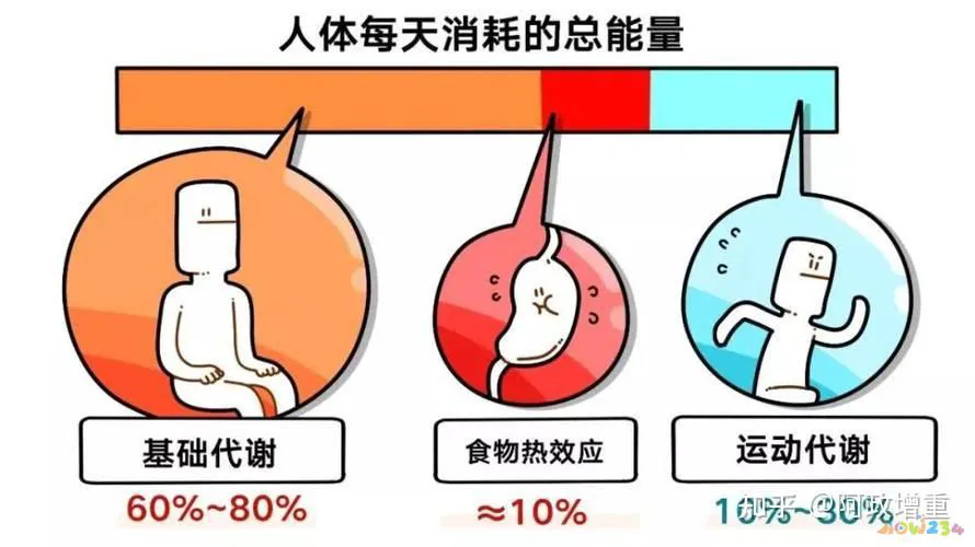 不同运动项目的能量消耗表_能量消耗表格_能量消耗指标