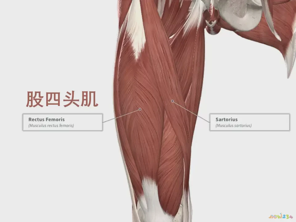 做什么运动瘦小臂肌肉_瘦手臂肌肉_锻炼小臂肌肉动作