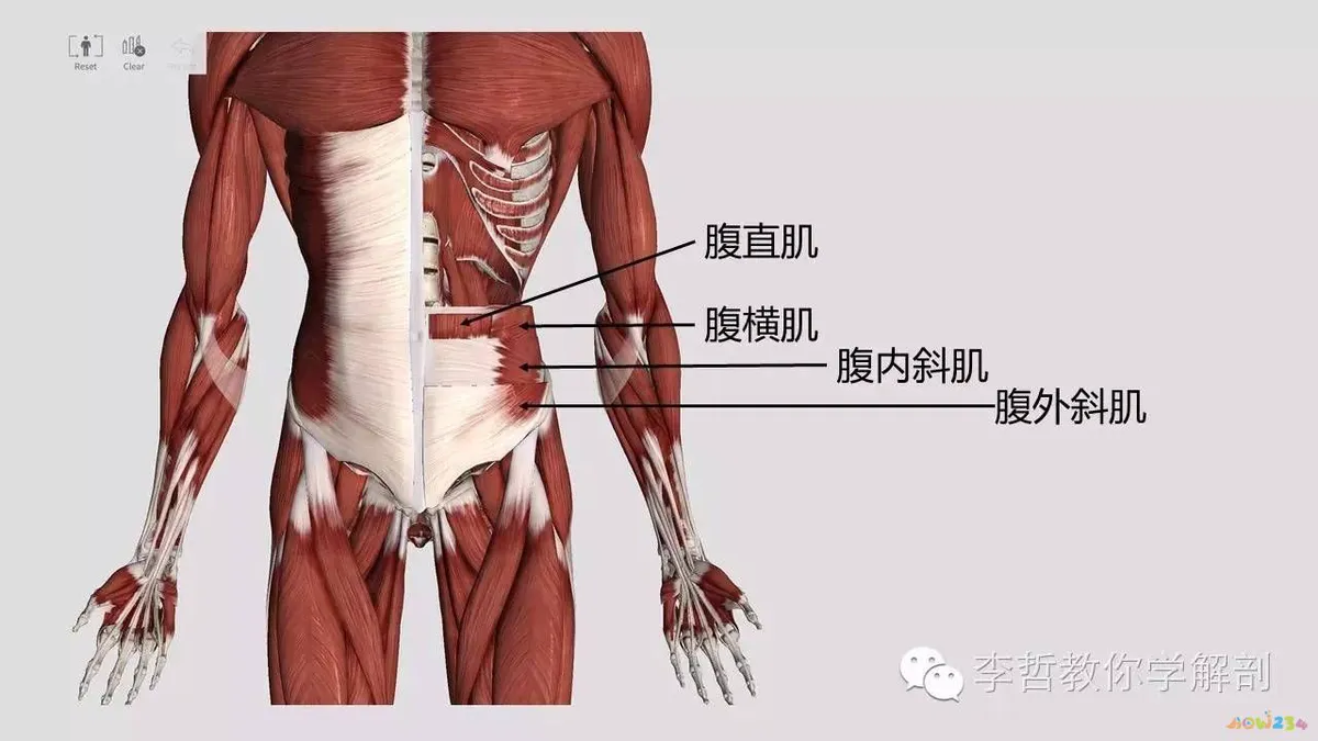 瘦腰运动图解_瘦小腿运动图解_腰拉伸运动图解
