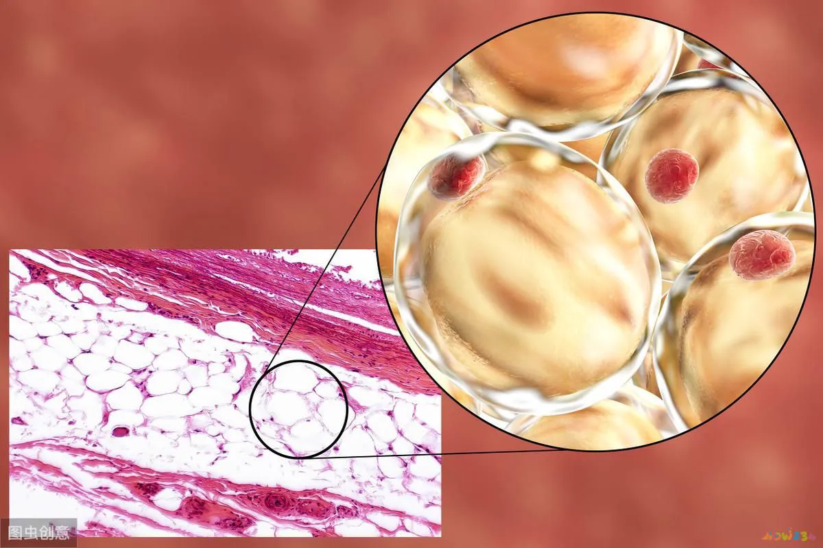 脂肪消耗后变成什么_脂肪消耗是在运动中还是运动后_有氧运动 停止后还能 消耗脂肪