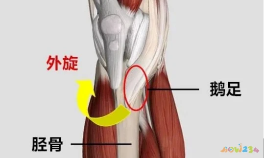 膝盖疼痛运动导致疼痛_运动导致的膝盖疼痛_膝盖疼痛运动导致腿疼