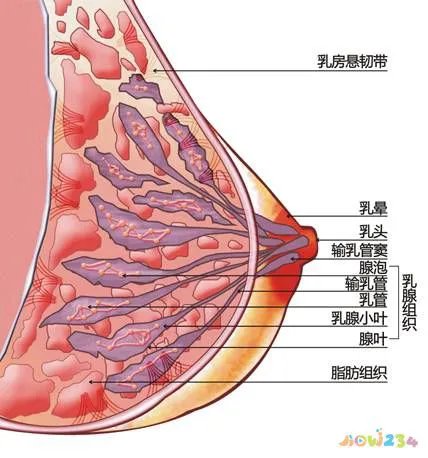 怎么运动减胸围_怎么运动减胸围_怎么运动减胸围