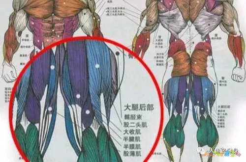 关节损伤运动深蹲髋关节疼痛_深蹲髋关节做什么运动_深蹲髋关节运动损伤