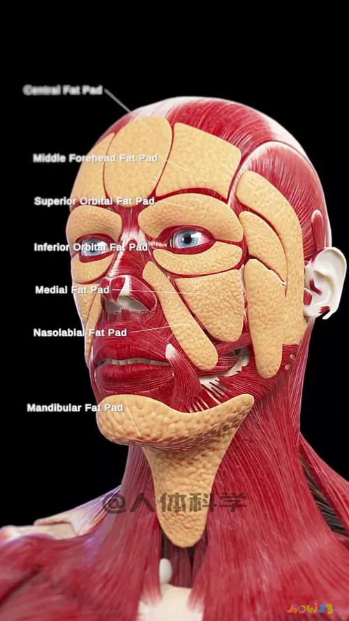 腰部赘肉图片对比_腰部赘肉运动图片_腰部赘肉运动图