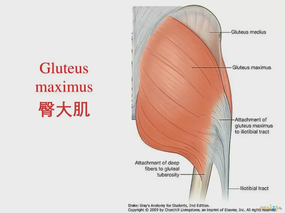 瘦手臂肌肉_做什么运动瘦小臂肌肉_锻炼小臂肌肉动作
