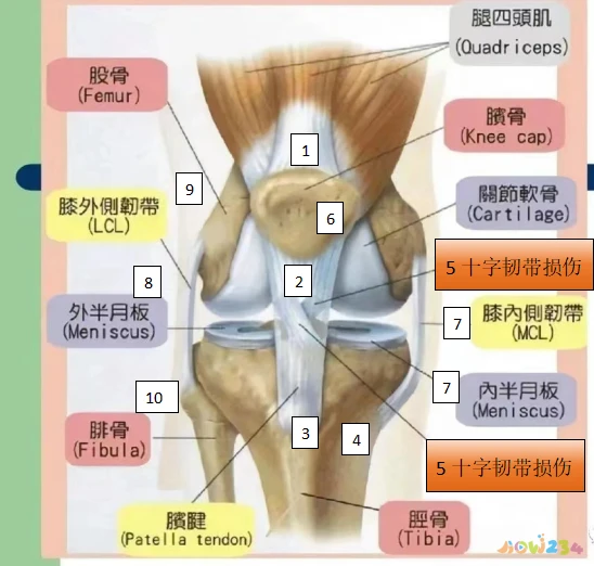 运动导致的膝盖疼痛_膝盖痛运动过度_膝盖疼痛运动导致小腿疼