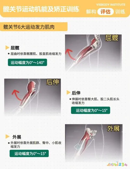 深蹲髋关节做什么运动_深蹲髋关节运动损伤_关节损伤运动深蹲髋关节疼痛