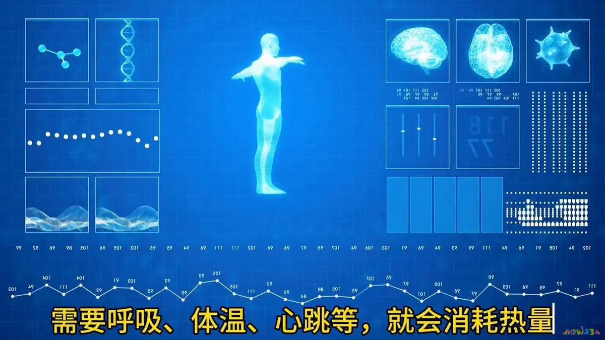 运动代谢公式_代谢与运动_运动代谢怎么算