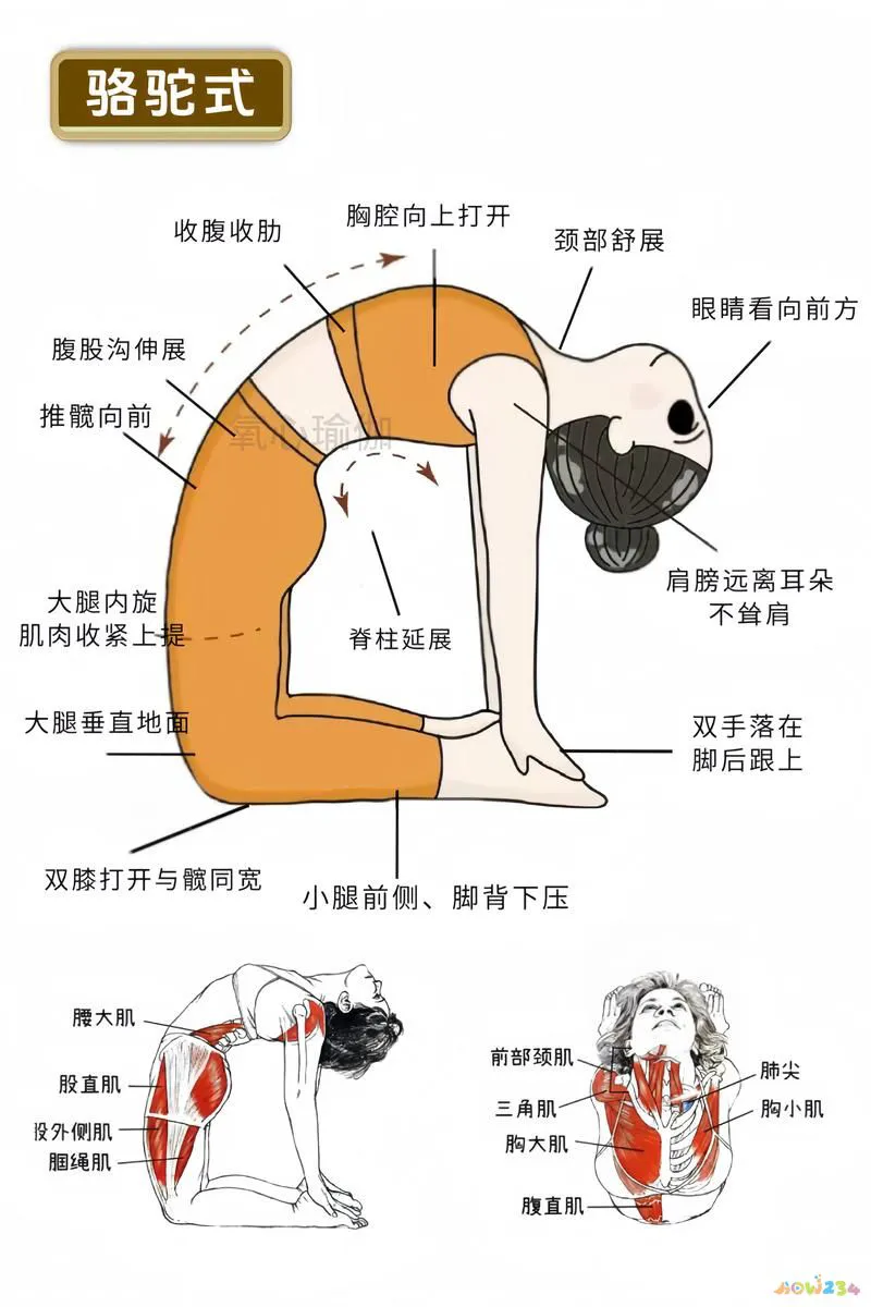 拉伸运动图片动作视频_拉伸运动图片动作大全_运动拉伸动作图片