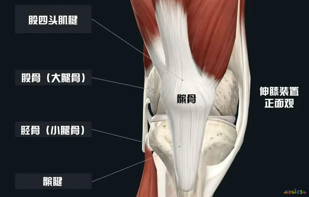 运动导致的膝盖疼痛_膝盖疼痛运动导致腿疼_膝盖疼痛运动导致疼痛