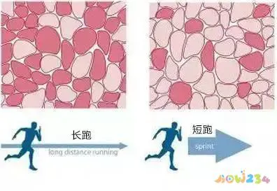 锻炼后腿粗了_腿部粗恢复运动后会变细吗_运动后腿部粗怎么恢复