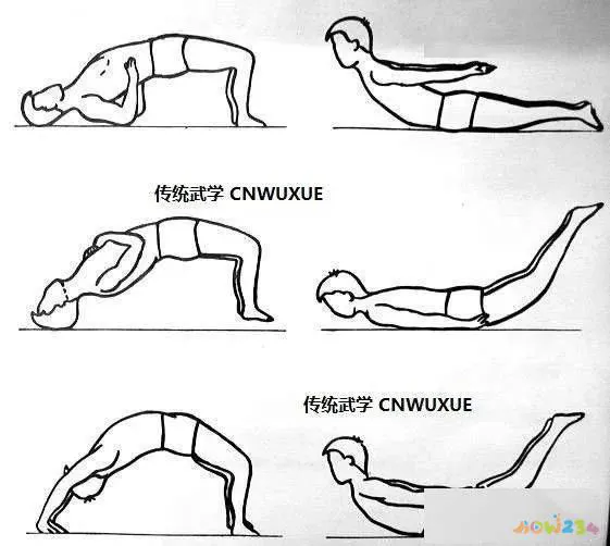 锻炼背肌的运动_那项运动锻炼背肌_背肌肉锻炼