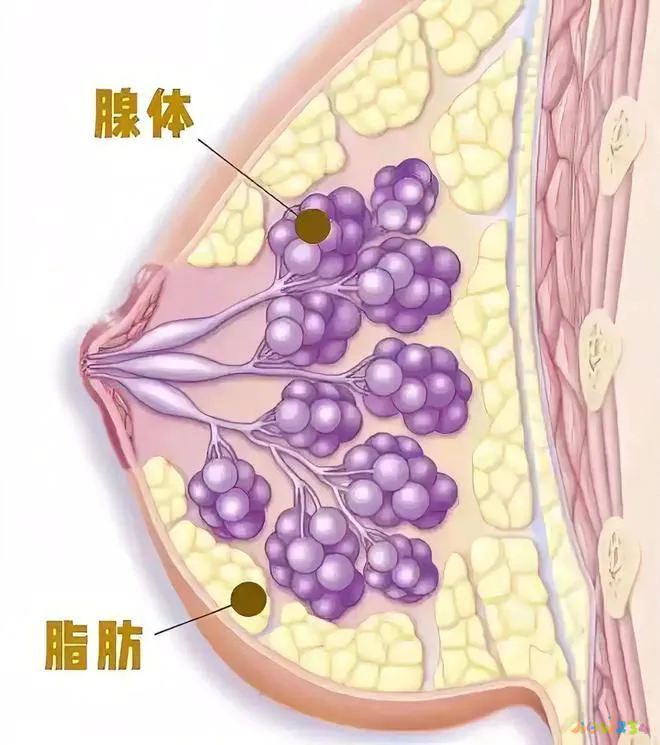 什么运动方法可以瘦肚子_胸部瘦运动可以用吗_什么运动可以瘦胸部