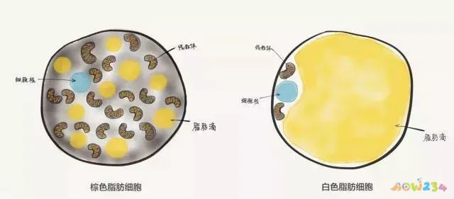 想减肥运动最好时机_运动减肥好难_想要运动减肥