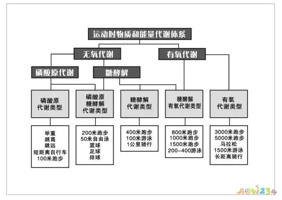 为什么有氧运动能减肥_有氧动力_运动吸氧减肥