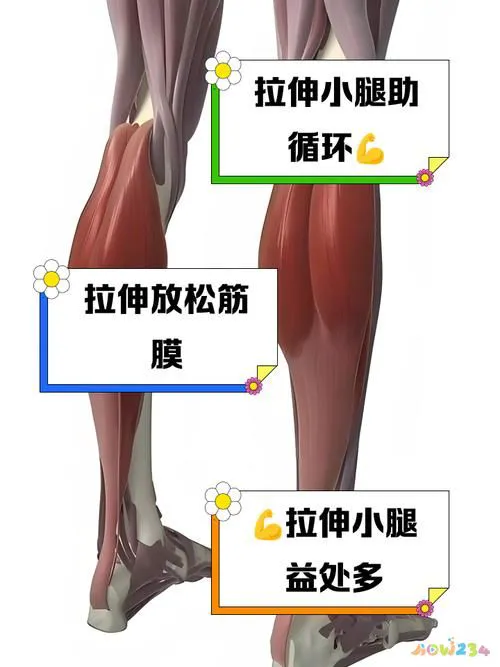 拉长腿部线条的运动_线条腿部拉长运动方法_线条腿部拉长运动视频