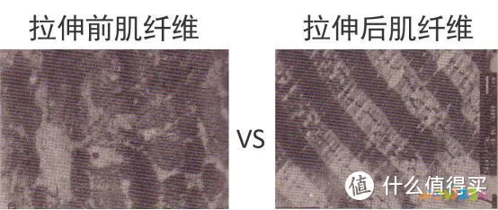 被吹上天的筋膜枪真的有用吗？看完实验数据你就知道了