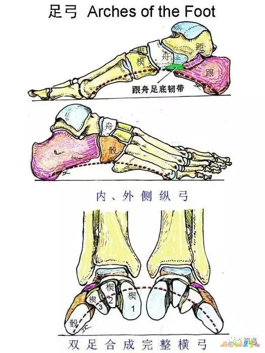 跳跃运动瘦小腿_跳跃瘦腿运动小孩能做吗_做跳跃运动小腿会变粗吗