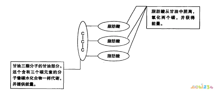 热量高可以增肥吗_运动员增加体重吃什么热量最高_吃高热量加锻炼就可以增肌吗