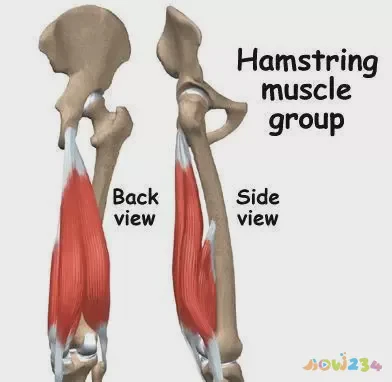 关节损伤运动深蹲髋关节疼_深蹲髋关节受伤_深蹲髋关节运动损伤