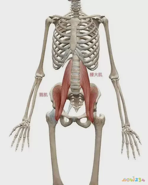 深蹲髋关节受伤_深蹲对髋关节骨头有伤害吗_深蹲髋关节运动损伤