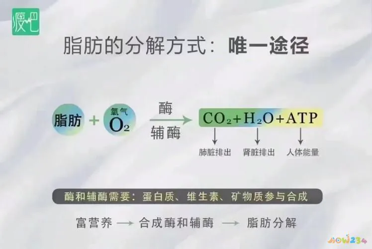 腰部赘肉运动图片_腰部赘肉运动图_腰部赘肉图片对比