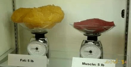 减肥饮食运动控制可以减肥_减肥饮食怎么控制_不运动控制饮食可以减肥吗