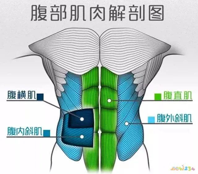 练出腹肌和胸肌动作_练胸肌和腹肌饮食要注意什么_练胸肌和腹肌要做有氧运动吗