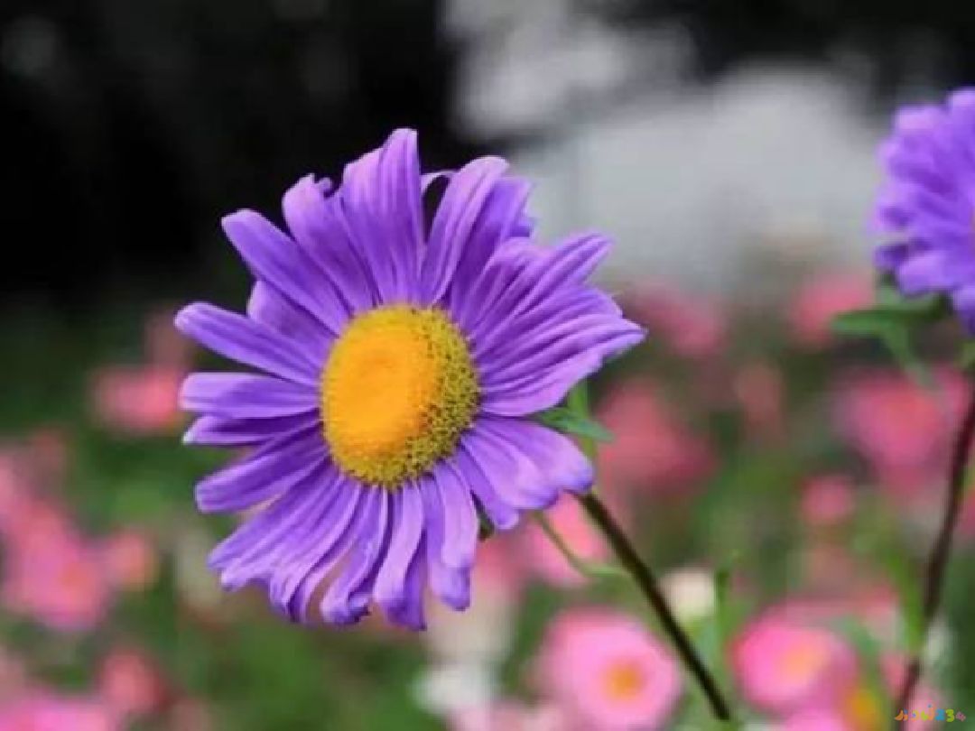 坐月子能运动吗_坐月子能做运动_月子期间做运动可以吗