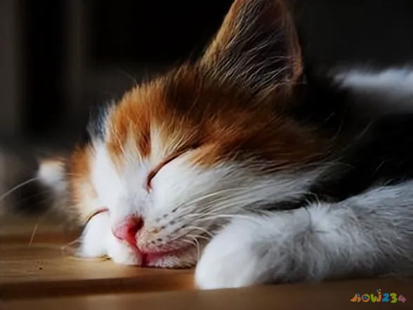 做运动没有瘦_运动减肥不但没瘦反而_减脂运动不瘦还胖了