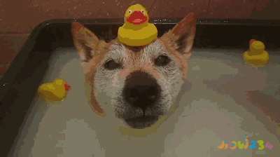 怎样不运动也能减肥_减肥能运动吗_减肥能运动吗女生