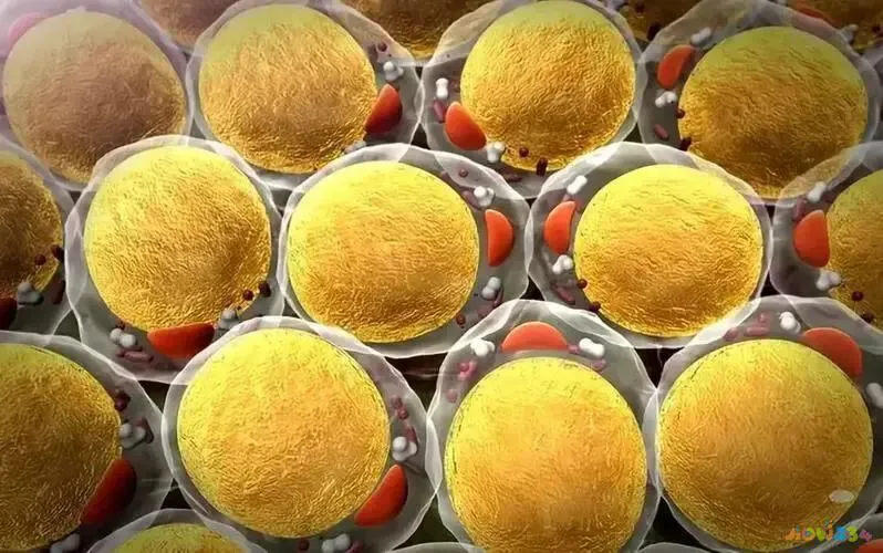 减肥运动方法瘦全身_减肥快的运动方法_减肥运动方法瘦肚子和大腿运动