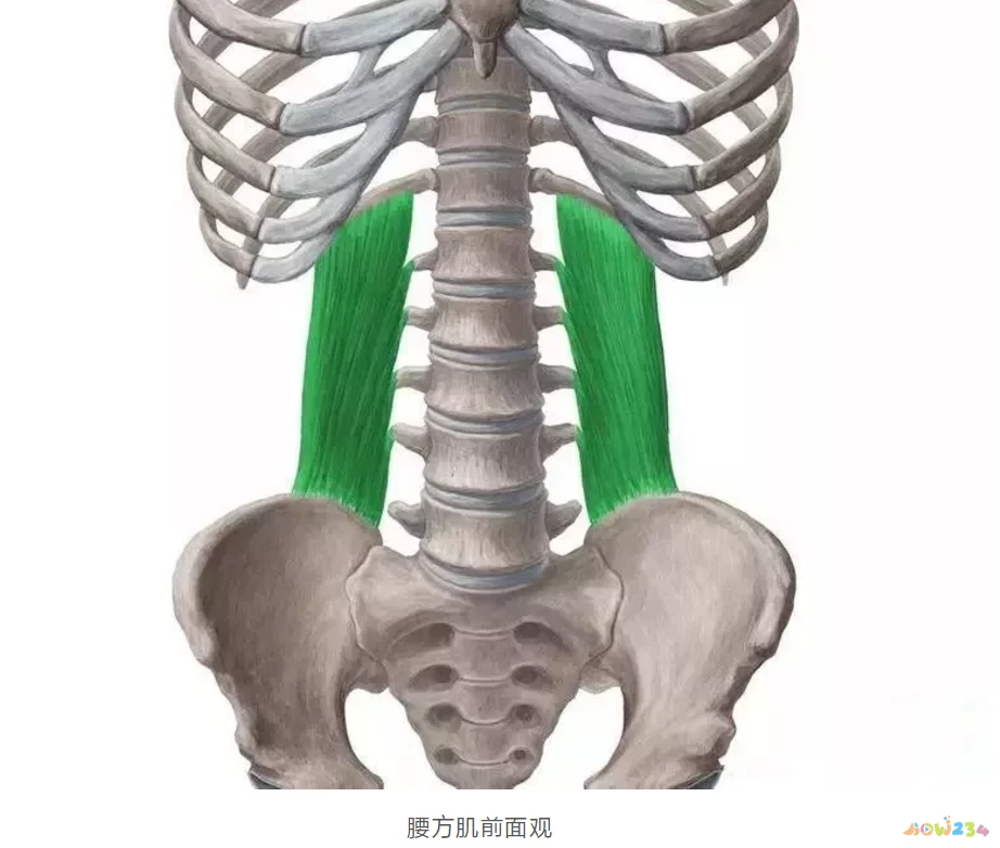 腰疼运动操作视频_腰疼运动疗法视频图_腰疼做什么运动动作图