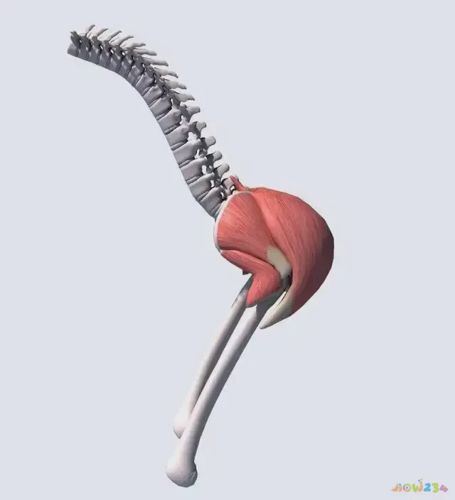 深蹲髋关节受伤_深蹲髋关节运动损伤_深蹲对髋关节骨头有伤害吗