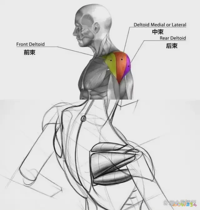 练肩rm_什么运动练肩_练肩的健身动作