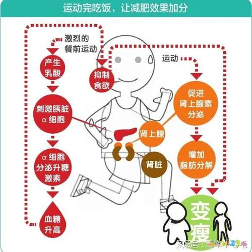 为什么有氧运动能减肥_运动吸氧减肥_动感有氧减肥操视频