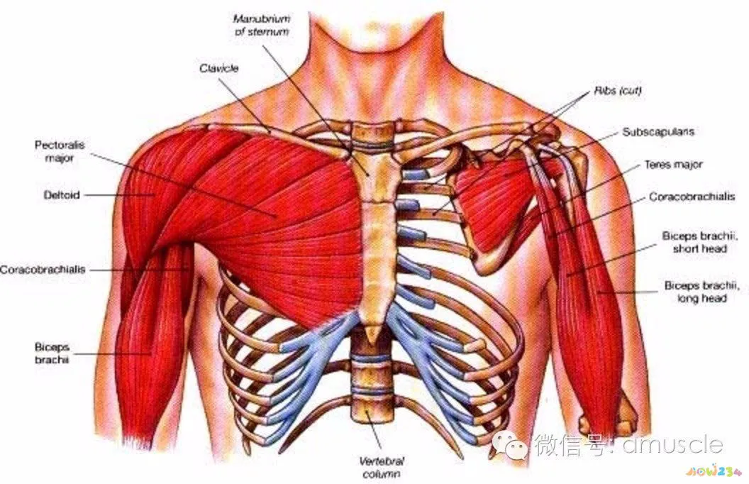 瘦胸运动男人图片_瘦胸运动男人图片大全_男人瘦胸运动图