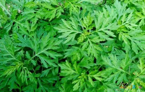 月经减肥运动做来可以减肥吗_来月经可以做什么运动减肥_月经减肥运动做来可以瘦肚子吗