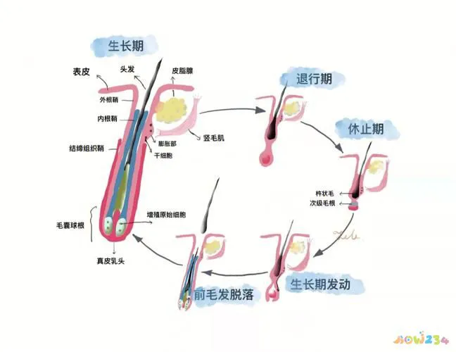 有氧运动 脱发_脱发做有氧运动_脱发运动