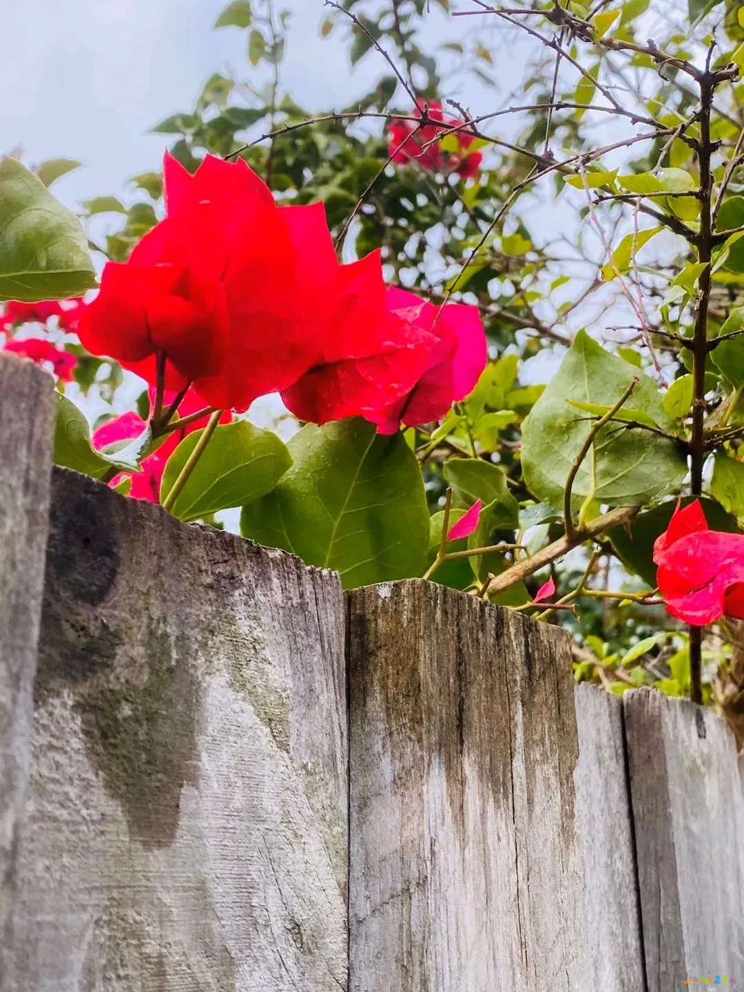 运动半个月没?l_运动完后月经没有了怎么办_运动后不来月经了怎么办